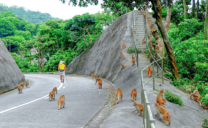 馬騮山出現原為除毒草