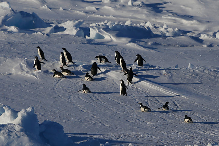人類活動增加 南極生態岌岌可危