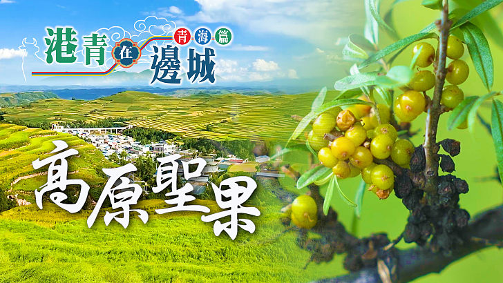 【港青在邊城】青海篇：高原聖果